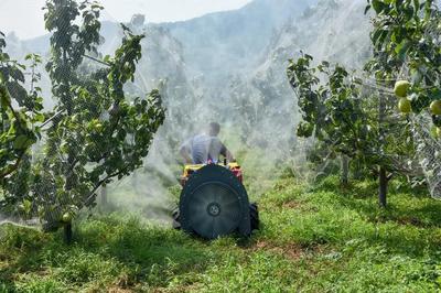 陳區鎮精心打造“一鎮一業”推進黃梨產業提檔升級，助力養生保健食品發展